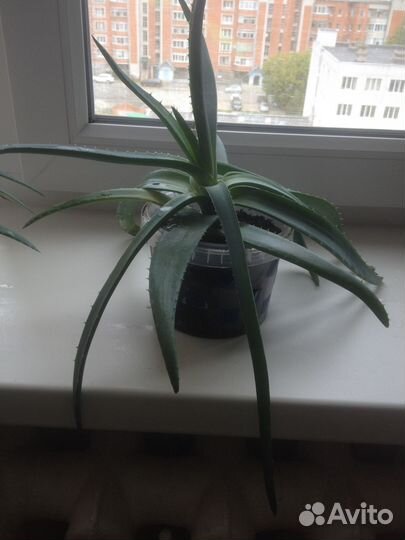 Алоэ лечебный с горшком