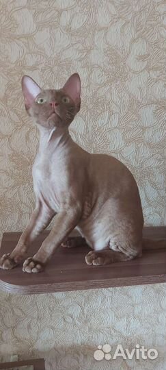 Кот девон-рекс