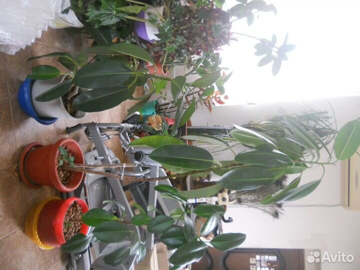 Фикус, сорт - каучуконосный - 1,5 м высотой