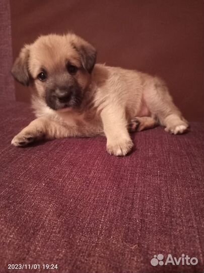 Щенок в добрые руки