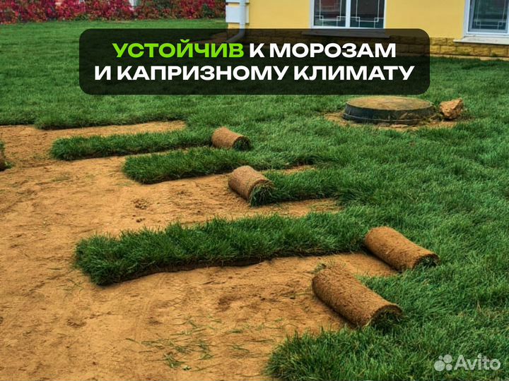 Рулонный газон. Насыщенный зеленый цвет