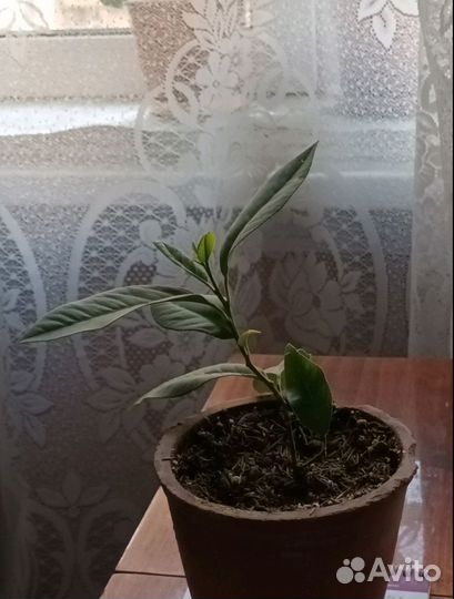 Павловский лимон