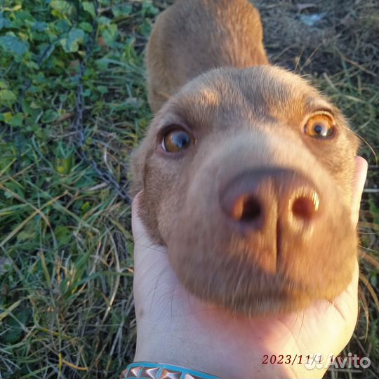 Отдам собаку в добрые руки Девочка