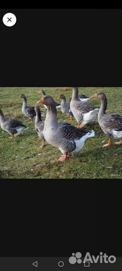 Инкубационное яйцо гусей