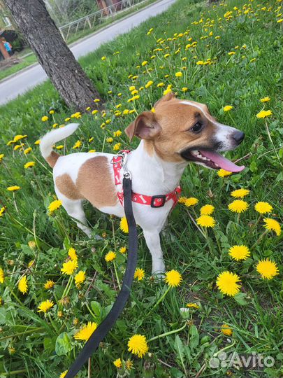 Джек Рассел терьер