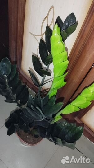 Замиокулькас черный равен