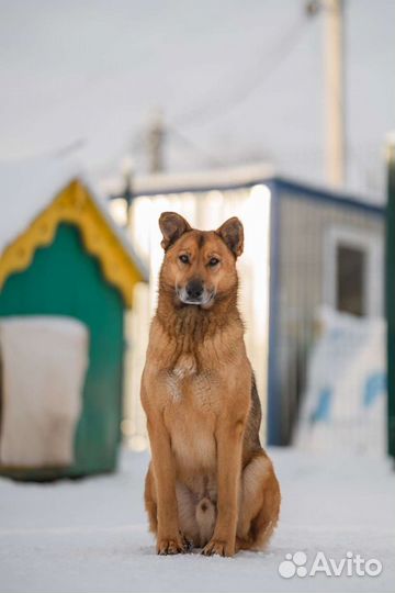 Красивый Рыжик для загородного дома