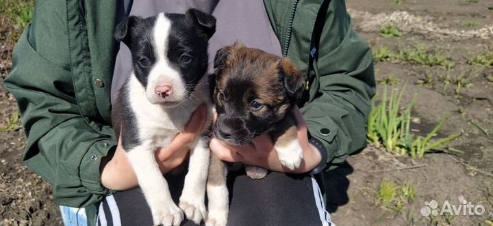 Щенки девочки в добрые руки