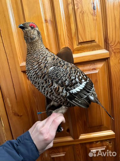 Чучело тетерки