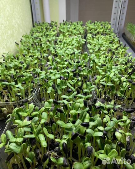 Микрозелень