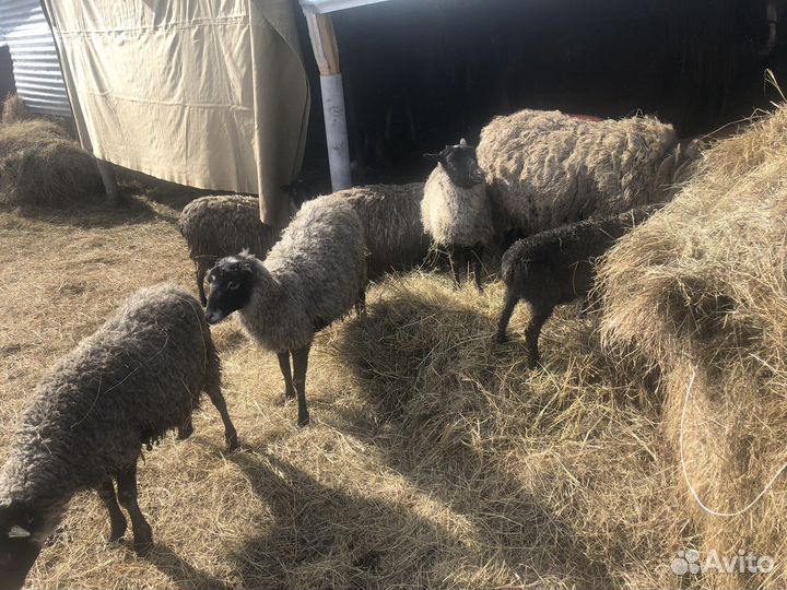 Овцы бараны ягнята романовские