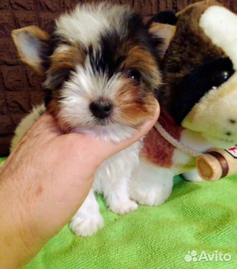 Предлагаю к продаже щенков бивера