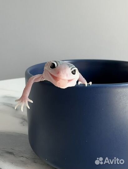 Эублефары малыши