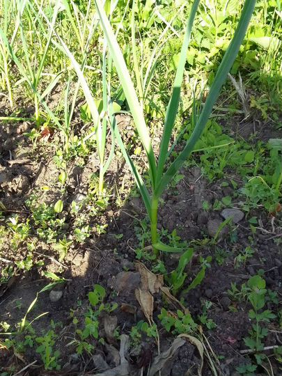 Участок 20 сот. (ИЖС)