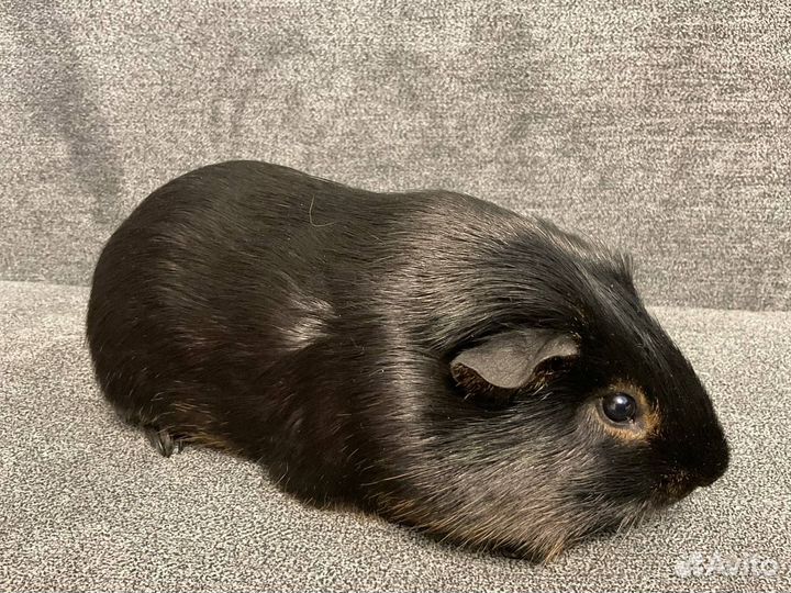 Самцы морских свинок для вязки