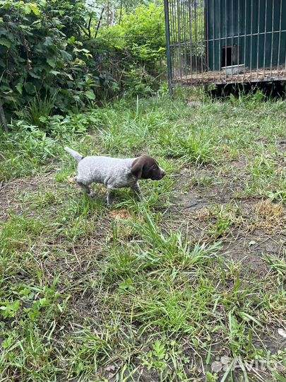 Щенки курцхара