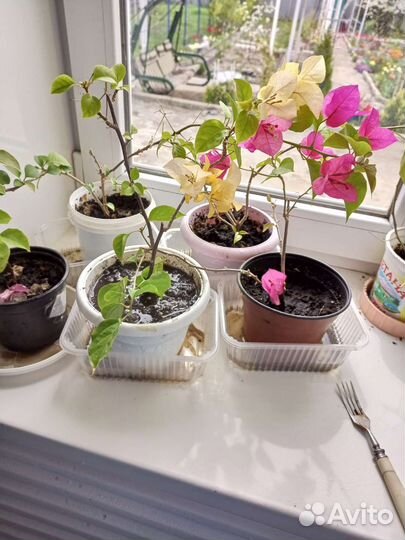 Бугенвиллия