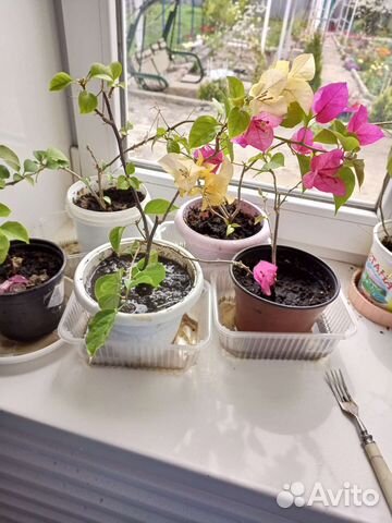 Бугенвиллия