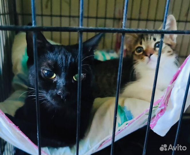 Кошка и котенок