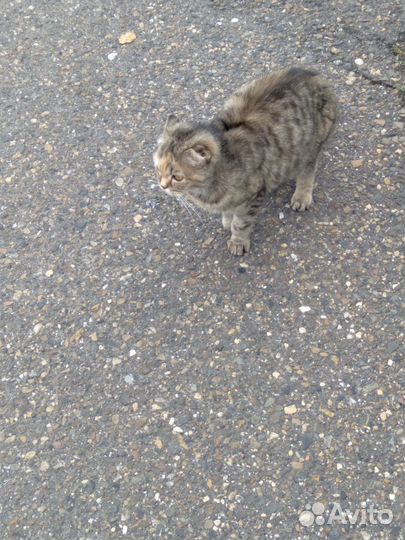 Котейка ищет дом