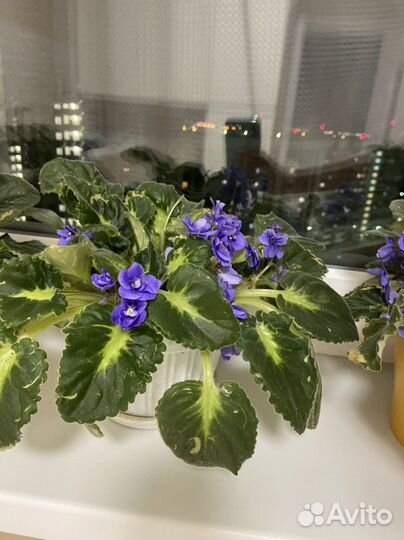 Цветущие фиалки