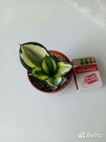 Сансевиерии сортовые