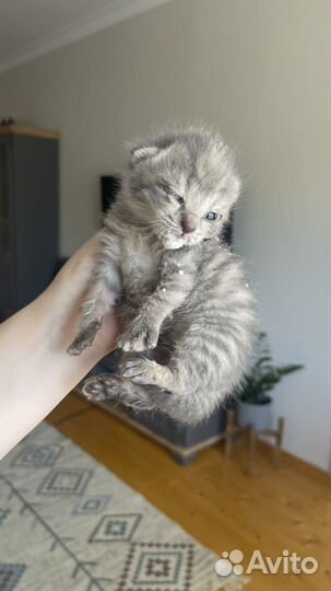 Кошки вислоухие