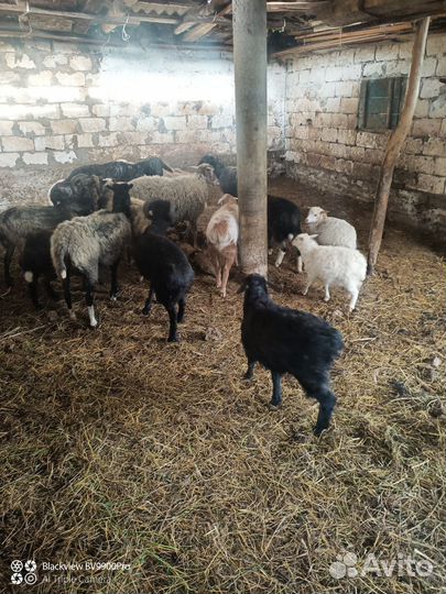 Ягнята на мясо и на шашлык