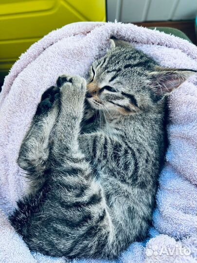 Котёнок мальчик