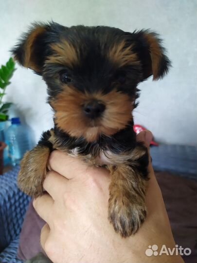 Йоркширский терьер щенки