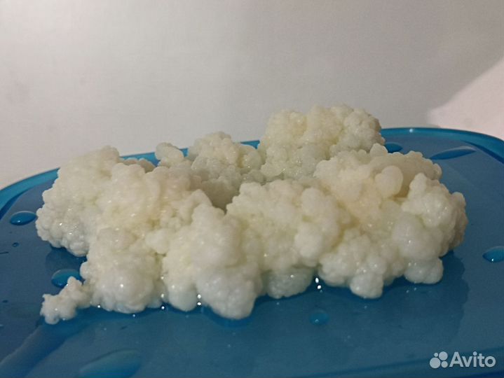 Тибетский молочный кефирный гриб(зооглея)