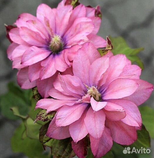 Клематисы сорта в объявлении