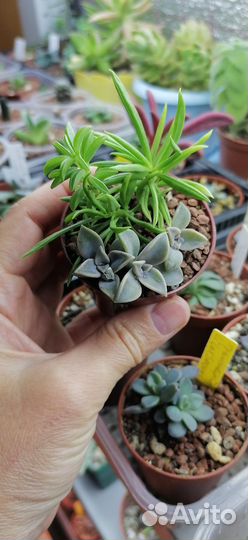 Суккуленты 