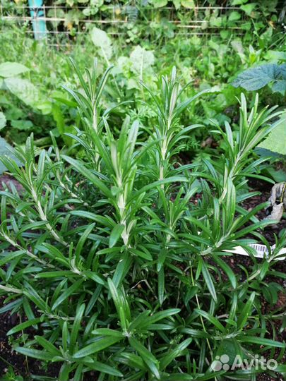 Мята, мелисса