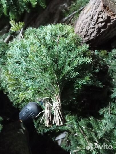 Пихта для бани