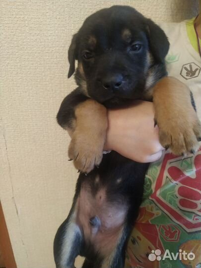 Метисы овчарка- Кане корсо