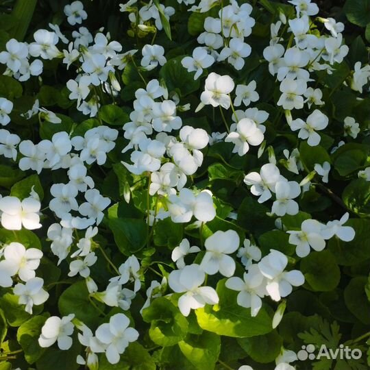 Садовые растения