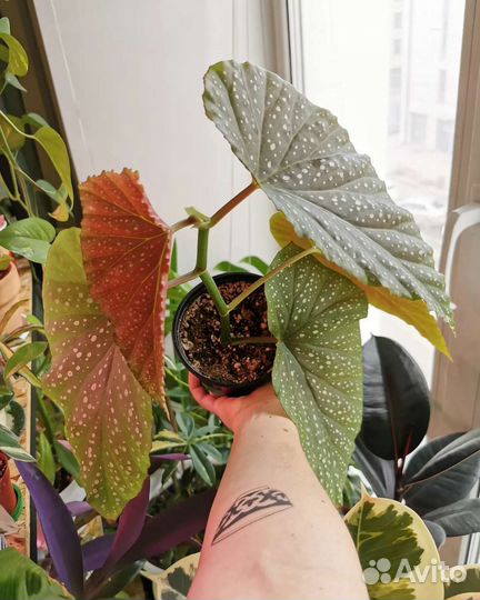 Бегонии разные