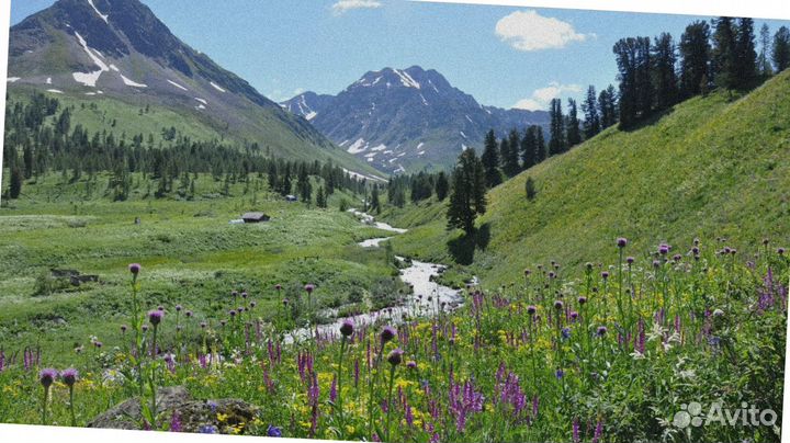 Тур Алтай лето программа до 7 дней