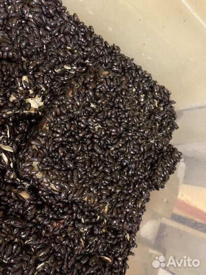 Жук знахарь