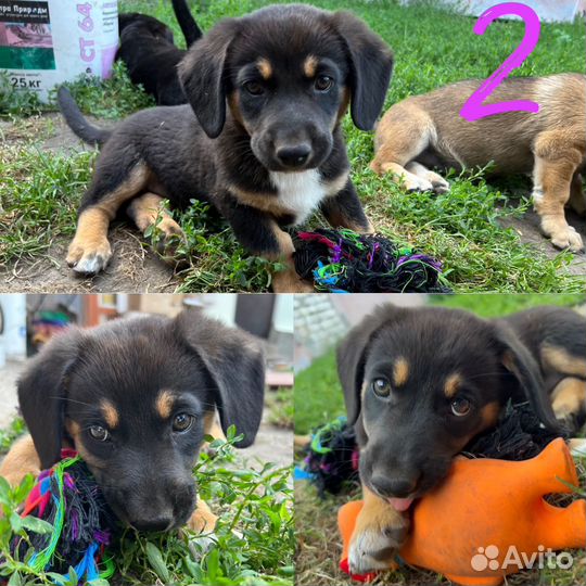 Щенки в добрые руки