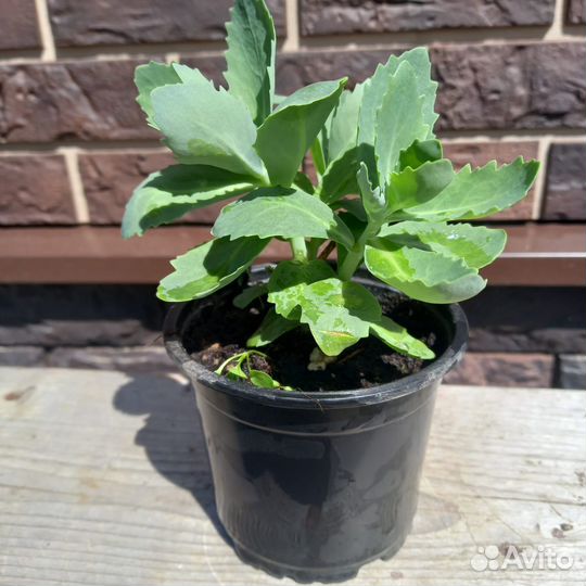 Очиток видный (рассада)