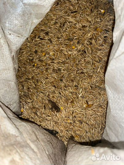 Корм для курей,гусей