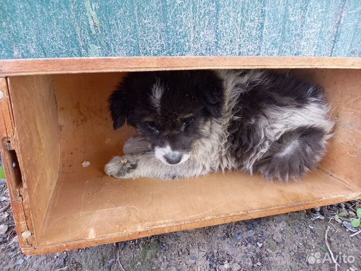 Щенок ищет вас