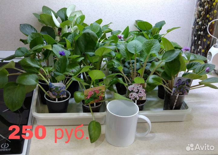 Крупные детки сортовых фиалочек