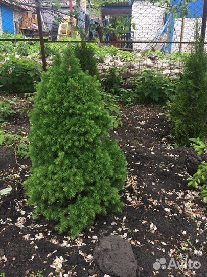 Туи, ели, ель голубая,кедр,сосна,сосна горная