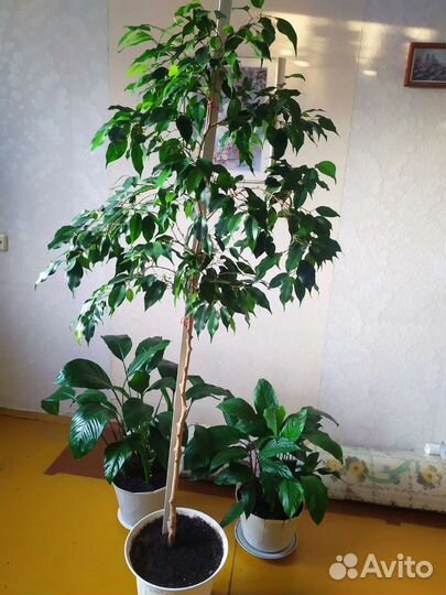 Комнатные растения