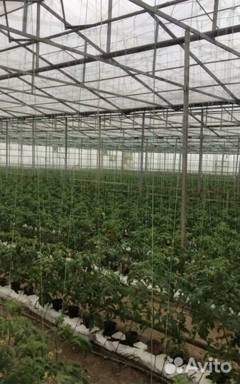 Сдаетсяв аренду теплица