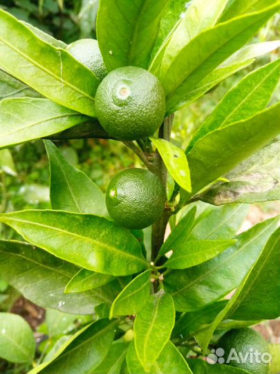 Цитрусовые растения