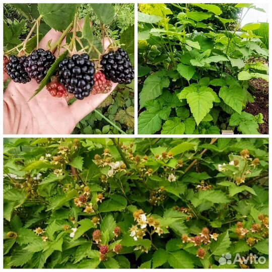 Саженцы малины, ежевики